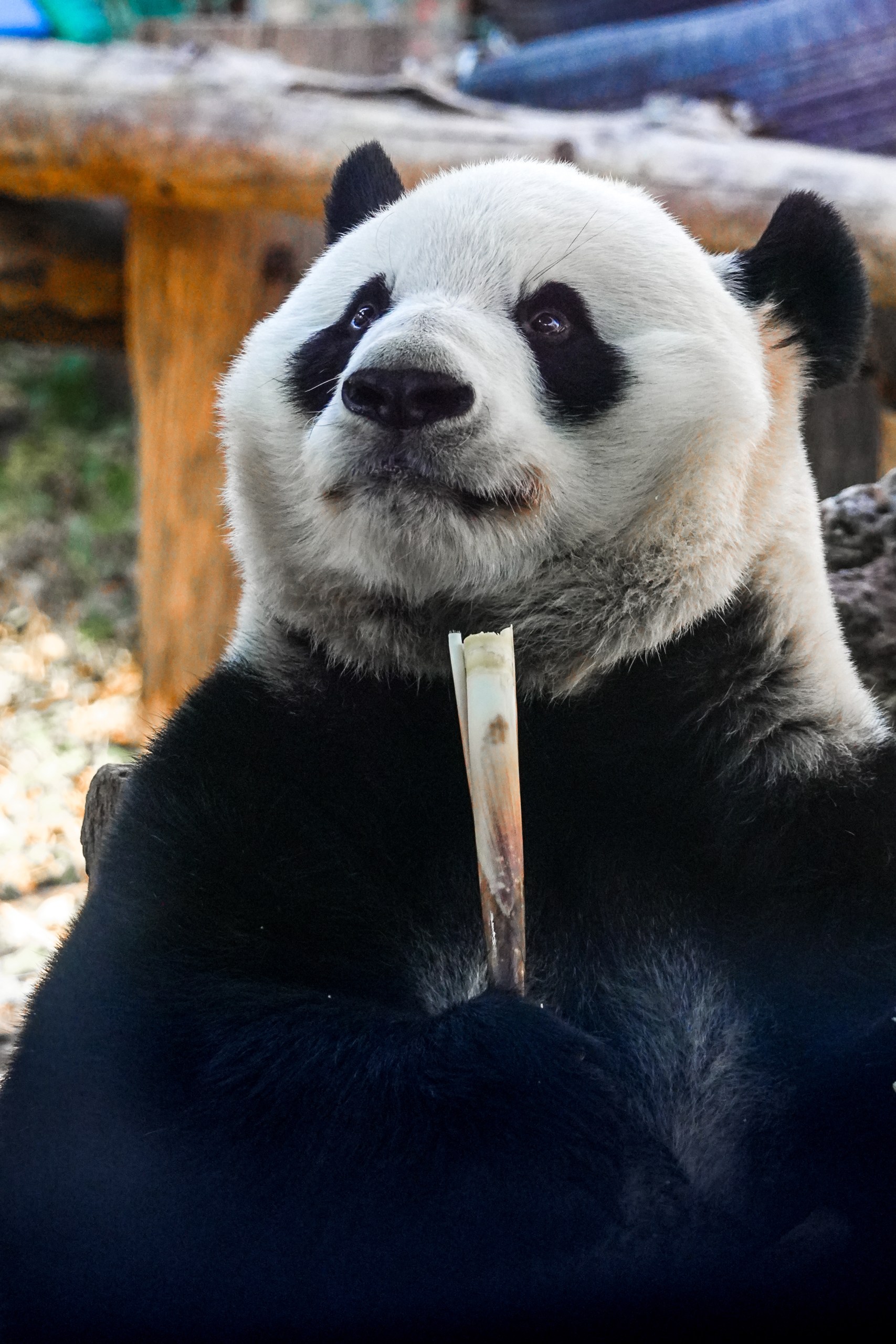 Pandas — First impression: China in Full Spectrum