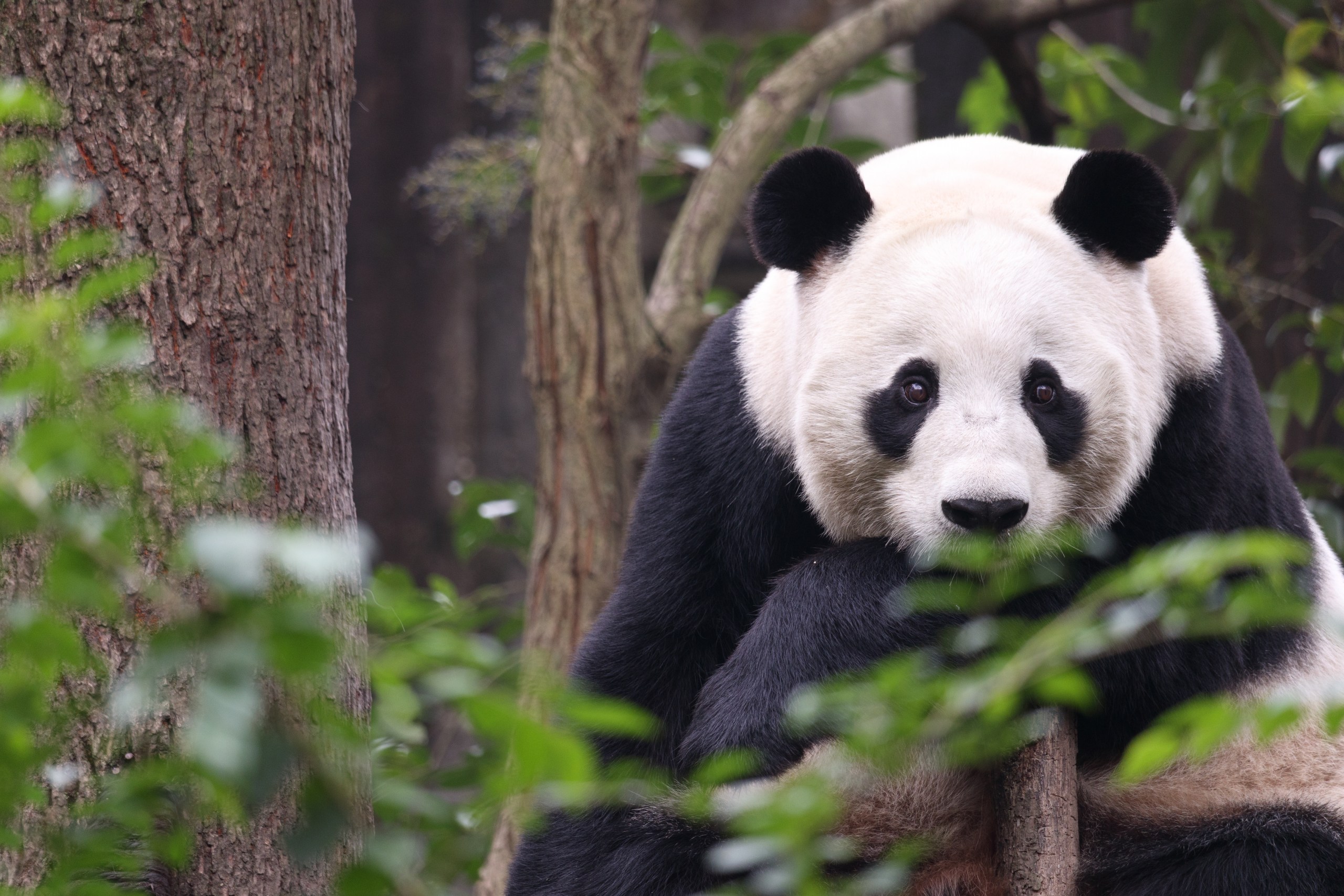 Research Base Of Giant Panda Breeding — China’s Iconic Cities and the Pulse of Local Life