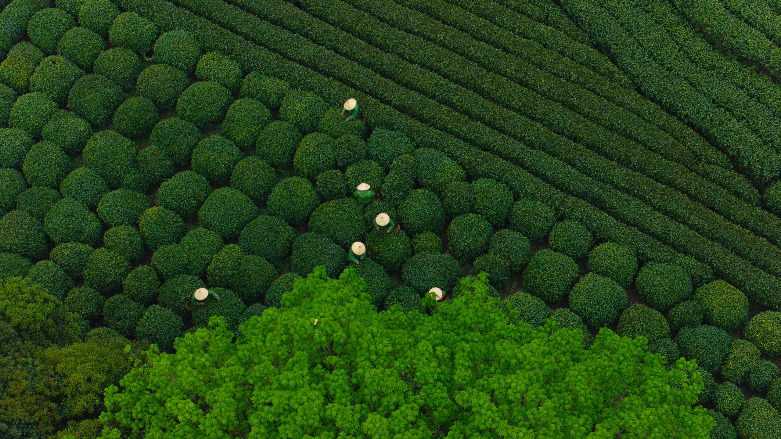 Longjing Tea Village — China’s Iconic Cities and the Pulse of Local Life